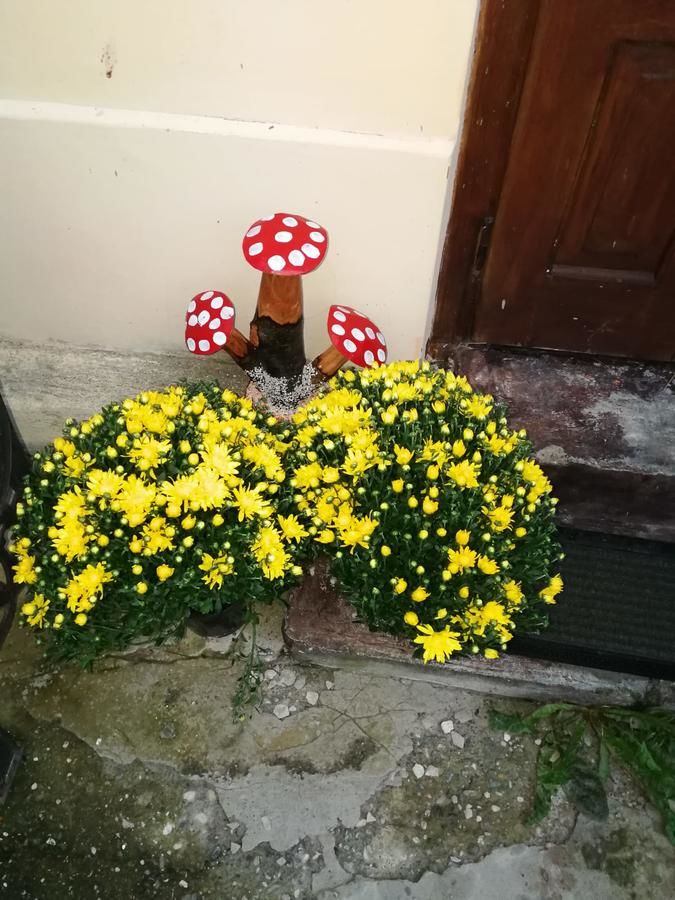 Гостевой дом Pensiunea Marina Бран-42