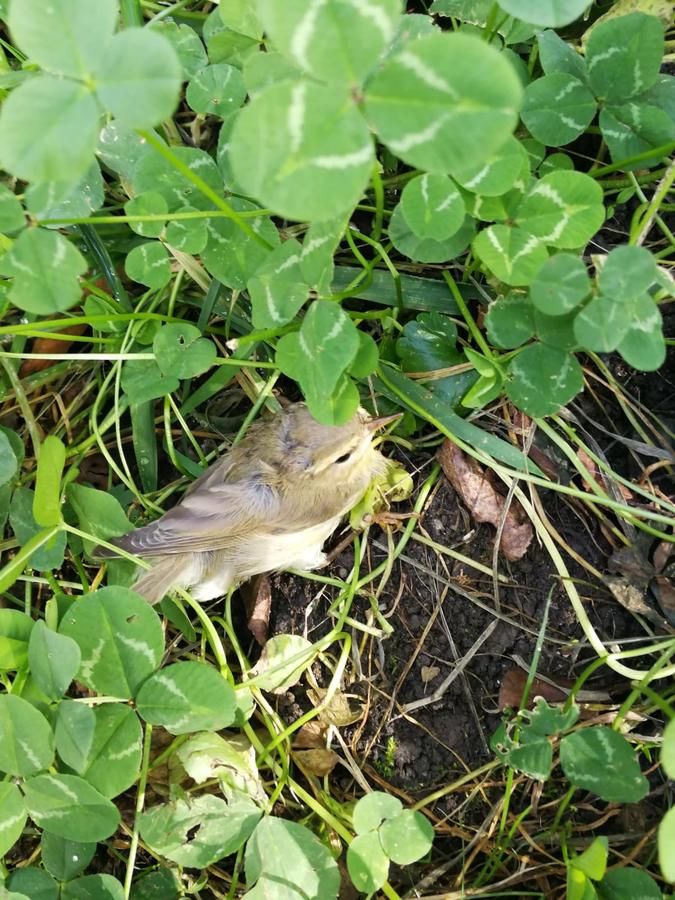 Гостевой дом Pensiunea Marina Бран-43