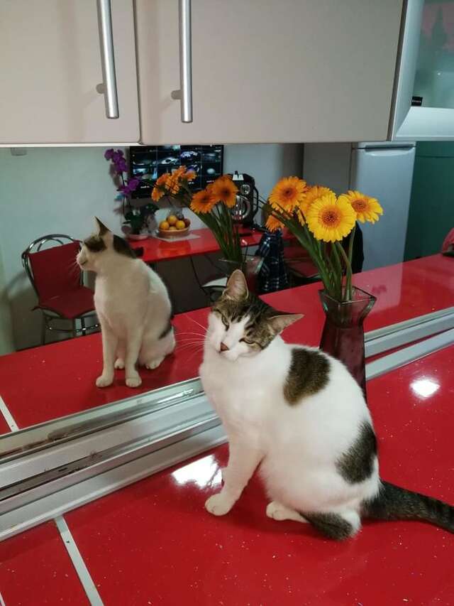 Гостевой дом Pensiunea Marina Бран-38